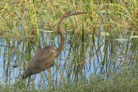 Czapla purpurowa - Ardea purpurea - Purple Heron