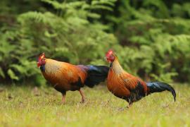 Kur cejlonski - Gallus lafayetii - Sri Lanka Junglefowl