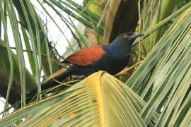 Kukal zmienny - Centropus sinensis - Greater Coucal