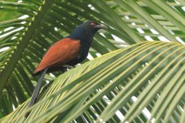 Kukal zmienny - Centropus sinensis - Greater Coucal