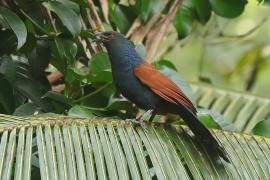 Kukal zmienny - Centropus sinensis - Greater Coucal