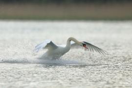 Łabędź niemy - Cygnus olor - Mute Swan