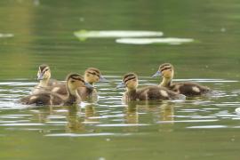 Krzyżówka - Anas platyrhynchos - Mallard