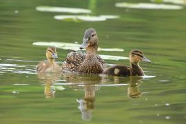 Krzyżówka - Anas platyrhynchos - Mallard