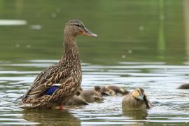 Krzyżówka - Anas platyrhynchos - Mallard