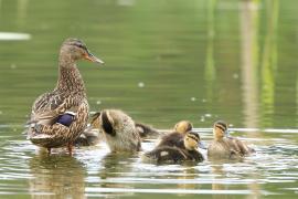 Krzyżówka - Anas platyrhynchos - Mallard
