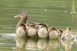 Krzyżówka - Anas platyrhynchos - Mallard