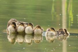 Krzyżówka - Anas platyrhynchos - Mallard