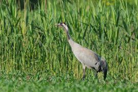 Żuraw - Grus grus - Common Crane