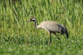 Żuraw - Grus grus - Common Crane