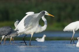 Czapla biała - Ardea alba - Western Great Egret