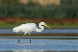 Czapla biała - Ardea albav