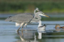 Czapla siwa - Ardea cinerea -Grey Heron