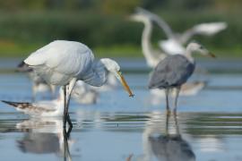 Czapla biała - Ardea alba - Western Great Egret