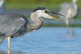 Czapla siwa - Ardea cinerea -Grey Heron