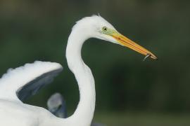 Czapla biała - Ardea alba - Western Great Egret
