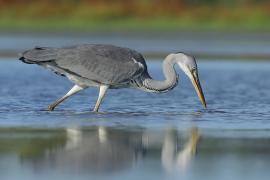 Czapla siwa - Ardea cinerea -Grey Heron