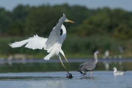 Czapla biała - Ardea alba - Western Great Egret