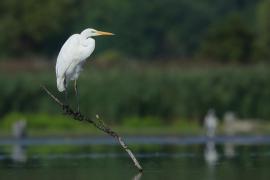 Czapla biała - Ardea alba - Western Great Egret