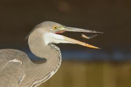 Czapla siwa - Ardea cinerea -Grey Heron