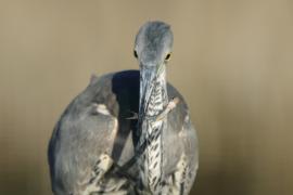 Czapla siwa - Ardea cinerea -Grey Heron