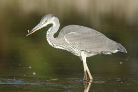 Czapla siwa - Ardea cinerea -Grey Heron