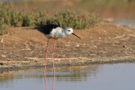 Szczudłak zwyczajny - Himantopus himantopus - Black-winged Stilt