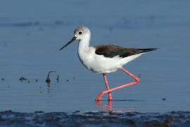 Szczudłak zwyczajny - Himantopus himantopus - Black-winged Stilt