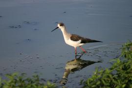 Szczudłak zwyczajny - Himantopus himantopus - Black-winged Stilt