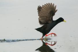 Kureczka czarna - Zapornia flavirostra - Black Crake