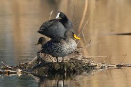 Kaczka żółtodzioba - Anas undulata - Yellow-billed Duck
