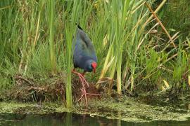Modrzyk afrykański - Porphyrio p. madagascariensis - African Swamphen
