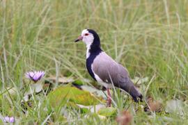 Czajka białolica - Vanellus crassirostris - Long-toed Lapwing