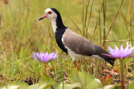 Czajka białolica - Vanellus crassirostris - Long-toed Lapwing