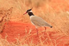 Czajka czarnoczuba - Vanellus tectus - Black-headed Lapwing