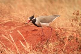Czajka czarnoczuba - Vanellus tectus - Black-headed Lapwing