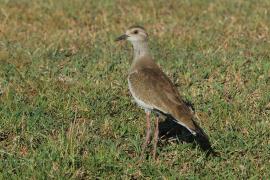 Czajka czarnoskrzydła - Vanellus melanopterus - Black-winged Lapwing