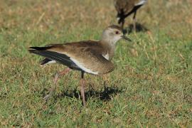 Czajka czarnoskrzydła - Vanellus melanopterus - Black-winged Lapwing