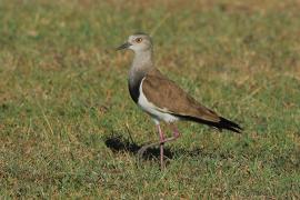 Czajka czarnoskrzydła - Vanellus melanopterus - Black-winged Lapwing
