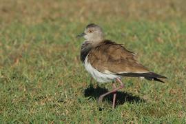 Czajka czarnoskrzydła - Vanellus melanopterus - Black-winged Lapwing