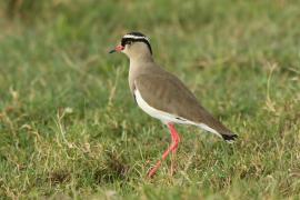 Czajka koroniasta - Vanellus coronatus - Crowned Lapwing