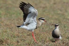 Czajka koroniasta - Vanellus coronatus - Crowned Lapwing