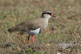 Czajka koroniasta - Vanellus coronatus - Crowned Lapwing