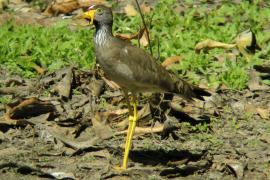 Czajka płowa - Vanellus senegallus - Wattled Lapwing