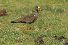 Czajka płowa - Vanellus senegallus - Wattled Lapwing