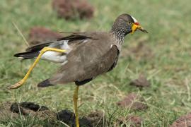 Czajka płowa - Vanellus senegallus - Wattled Lapwing