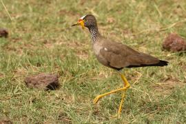 Czajka płowa - Vanellus senegallus - Wattled Lapwing