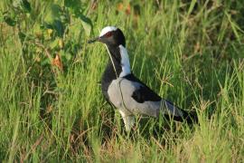 Czajka srokata - Vanellus armatus - Blacksmith Lapwing