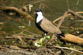 Czajka szponiasta - Vanellus spinosus - Spur-winged Lapwing