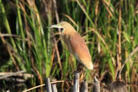 Czapla modronosa - Ardeola ralloides - Squacco Heron